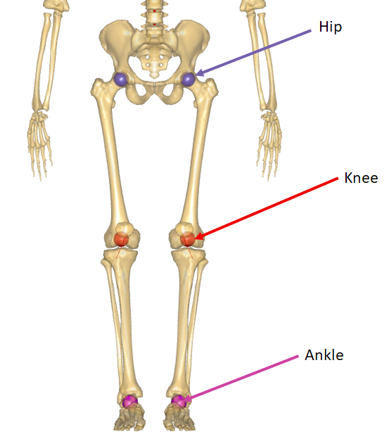 Joints of Lower Extremity
