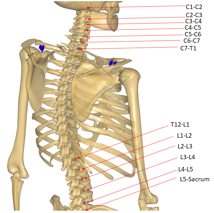 Spinal Joints